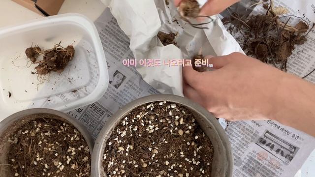 4월 초 특별할 것 없는 칼라디움 구근 심기