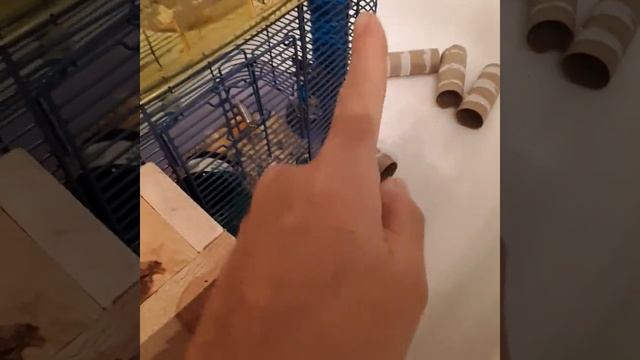Hamster.  Wooden staircase built for Syrian . #Hamster #syrianhamster #pets #dogs #cats #animals