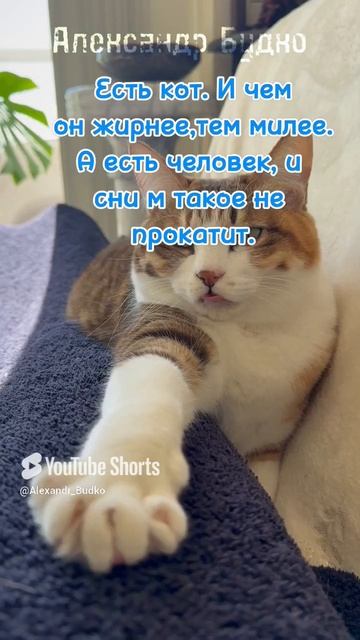 Толстый кот