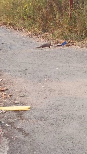 mongoose try to attack puppy#short