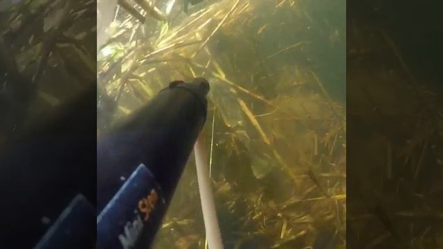 Подводная охота на Сазана в Астрахани