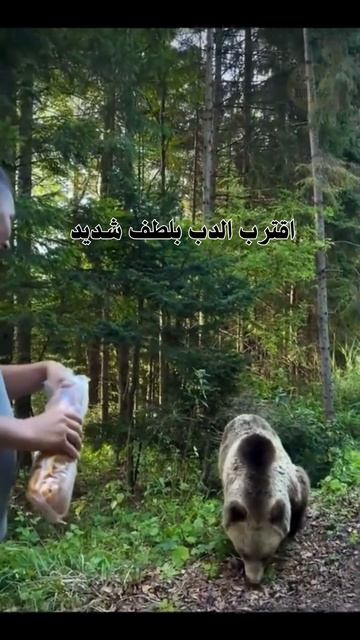 #shorts  🐻لاتمازح هذا الدب