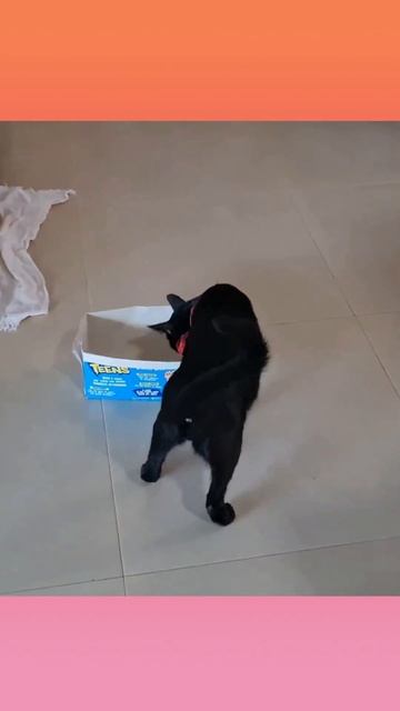 Cute kitten and his little box!! #blackcat #catsplaying #cutecat #catlovers