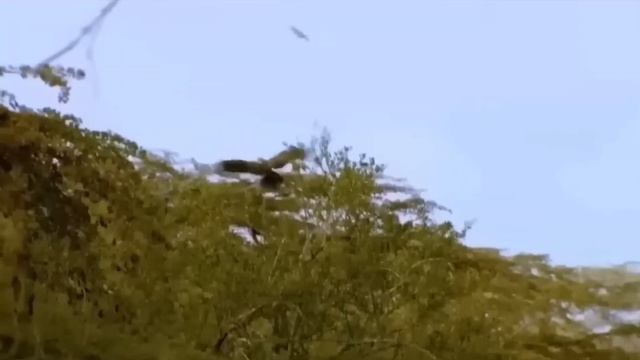 OMG! Leopard Attack Mongoose #africajungle#viral  #animals