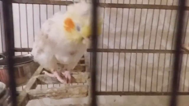 Я Кеша я звезда канала