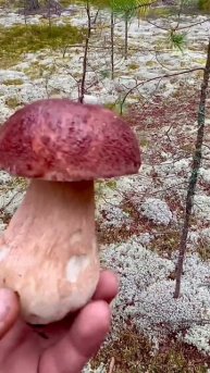 Грибник ПОПАЛ в СКАЗКУ! Такого НЕ ОЖИДАЛ! Чуть В ОБМОРОК не УПАЛ! Сказочная Карелия