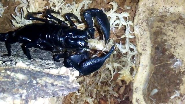 Heterometrus Spinifer feeding