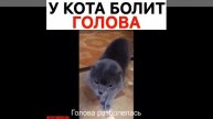 У кота болит голова