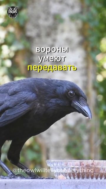 Как вороны узнают людей #shortvideo #шортс #вороны #crow