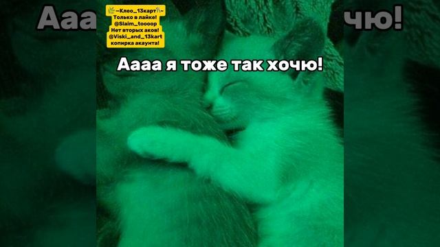 [💙]-Кот Атос приди!!! (19:50)