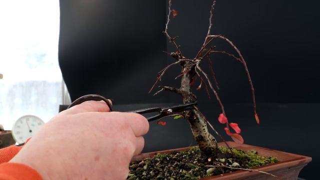 Winter Pruning My Cotoneaster, The Bonsai Zone, Nov 2023