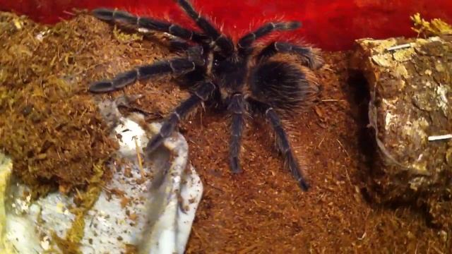 Tarantula Feeding #3
