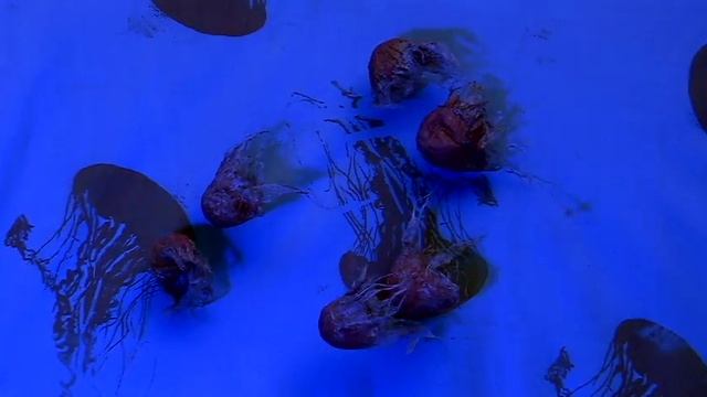 My Immortal Jellyfish