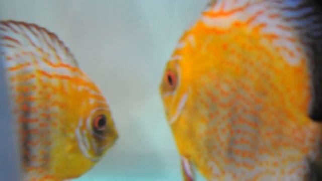 My Golden Leopard Discus