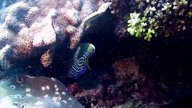 Emperor Angelfish