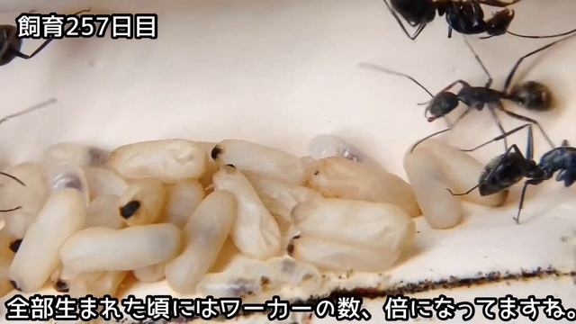 276【蟻の観察】繭大量。順調に成長してます。【飼育275日目】