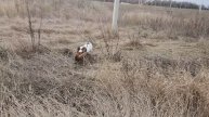 Английский Спрингер Спаниель-Джина. Охота по Фазану 2024