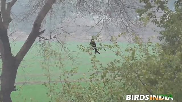 BLACK DRONGO(काली चिडी) | BIRDS VIDEOS COMPILATION PT-1 (19 CLIPS)