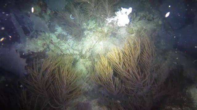 Reproduction/Spawning of a Sea Worm - Night Dive - Molasses Reef - Key Largo Florida - June 28 2014