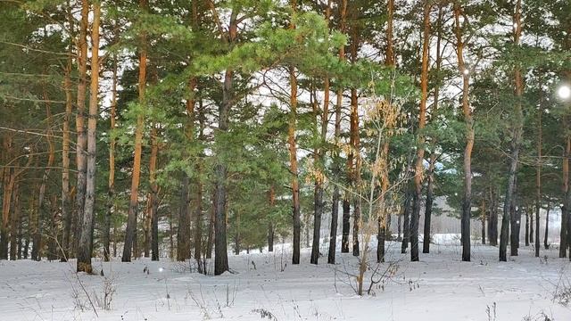 Приглашаю вас на прогулку по лесу, отдохнуть и послушать красивую песню