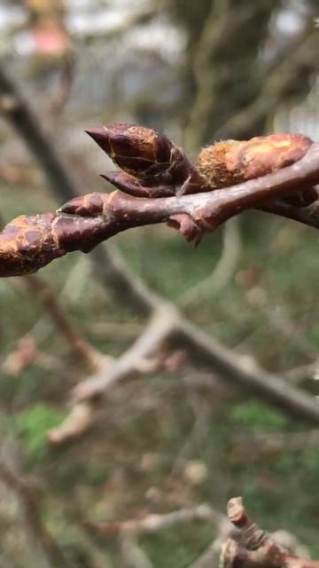 Aspen - male catkins, twigs & buds close up - March 2021