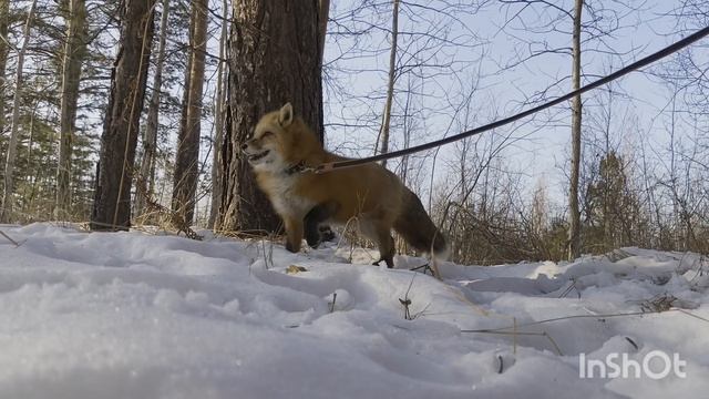 прогулка с #Беатрис
#лиса #лис #собака