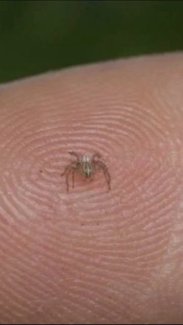 This is the smallest spider in the world