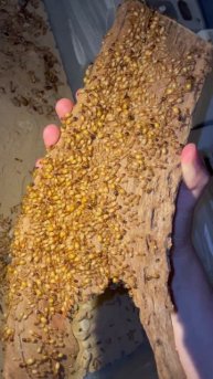 Camponotus fedtschenkoi - outworld hideout