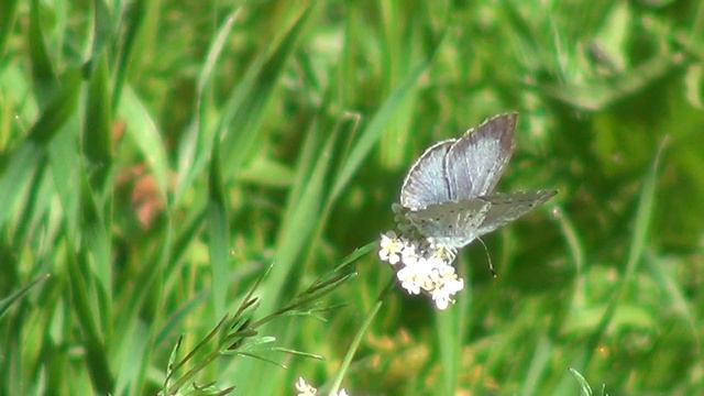 Sinisiipi