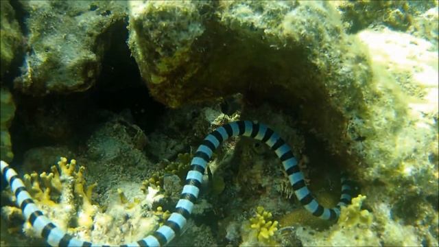 Banded Sea Krait, Indonesia