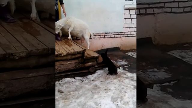 Дерзкий кролик