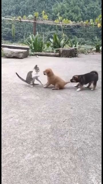 ДРУГ В БЕДЕ НЕ ОСТАВИТ!😅 #кошки #собачки #смешныеживотные