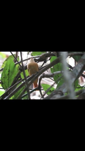 Neopipo cinnamomea (enferrujadinho/Cinnamon Manakin-Tyrant)