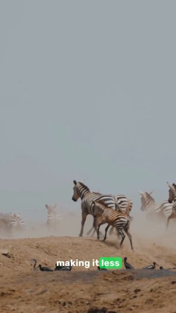 why? zebra has unusual skin