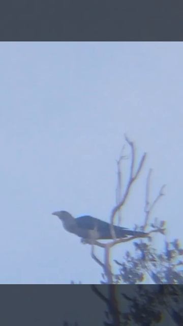 CHANEL BILLED CUCKOO