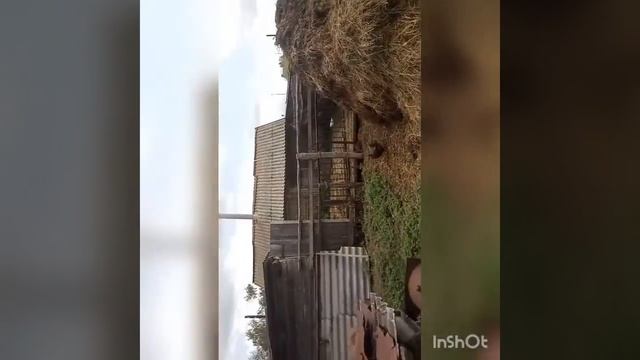 ,, ЧУТЬ НЕ СЪЕЛ БЫК!!! ,,🐂1 день в деревне🏠👌(1 часть)❤️читать описание!!! 👻
