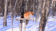 Кот на кормушке 28 02 22 г