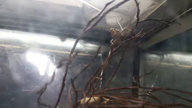 Кузнецы и Усач