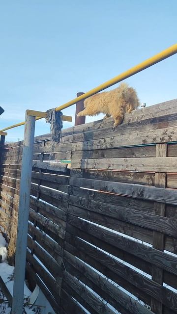 Весна. Коты прилетели .