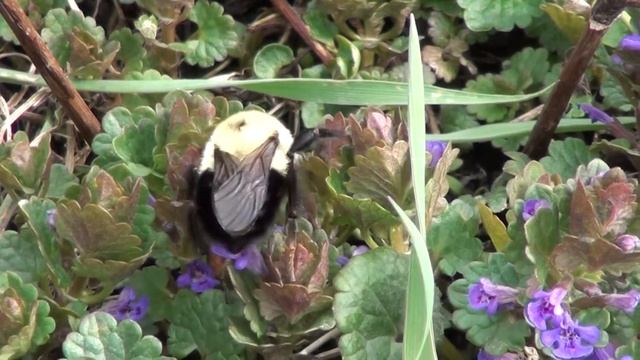 Two-spotted Bumble Bee (Apidae: Bombus bimaculatus) Queen
