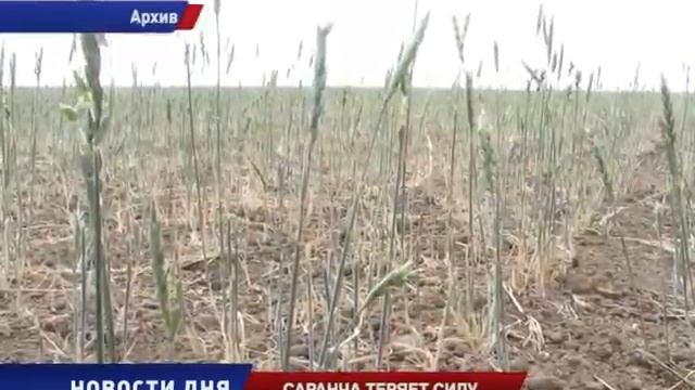 Саранча теряет силу