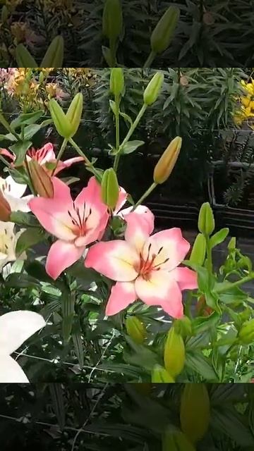 Lilia Azjatycka Lilium 'Levi' 🪴 Zobacz jak wygląda 🌱 - CEBULE które KWITNĄ -