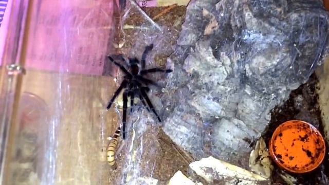 Tarantula Feeding Vid 1 pt 1