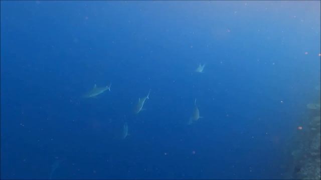 Shark mania Ellaidhoo 2022