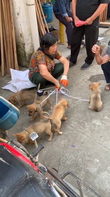 selling baby dog | selling pets  | selling puppies | #dogselling #pets #puppies