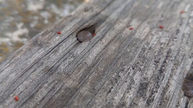 Червоний оксамитовий кліщ | Trombidium holosericeum