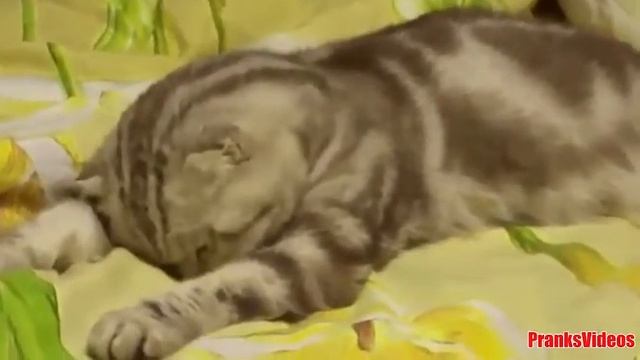 Прикольные коты
