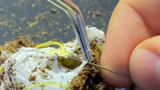 #14  PRZEDWCZESNE ODBIERANIE KOKONU Poecilotheria Rufilata - INKUBACJA PTASZNIKÓW - SUKCES