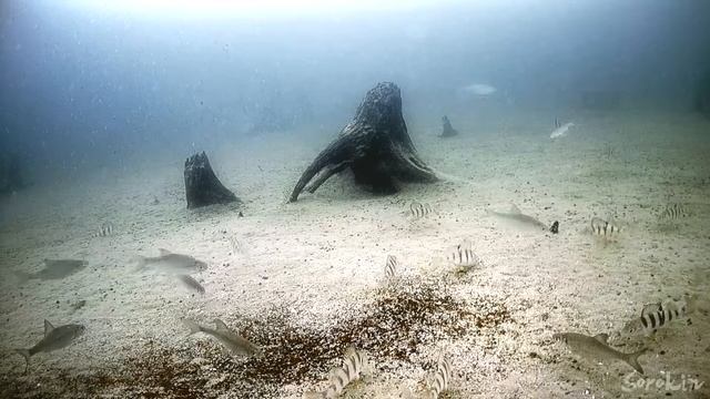Ловля щуки на мормышку