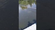 Лебедь